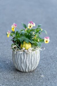 Viola